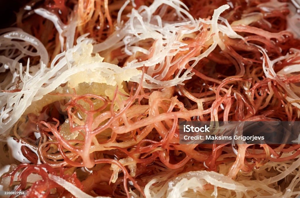 Resep Sea Moss Gel Enak dan Mudah Dibuat di Rumah